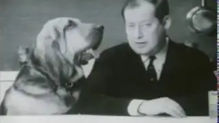 Great Pets Vintage TV  ADS 1981