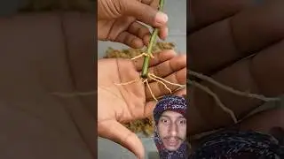 How to grow flowers 🌹 from a rose branch#rosegrowthing #rosegardening #garden #shorts  #gardening