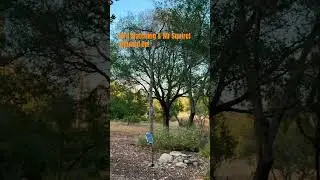 Birdwatching @ Thompson Creek Trail #birdwatching #hiking #hikingtrails