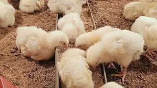 chicken  baby animals , animals lover 