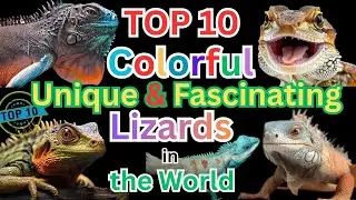 Unique Lizards in the World  | Top 10 Most Colorful & Fascinating Reptiles