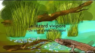 Lézard vivipare, un sujet d'étude fascinant