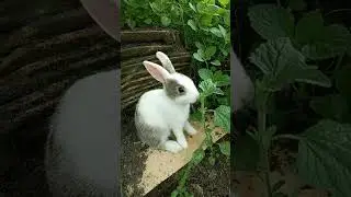 cute rabbit baby is eating green grass #cuteanimal #cutepet #mycuterabbit #mybunny #viralshorts