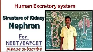Structure of kidney/Nephron/NEET.. By Gopal Reddy zoology