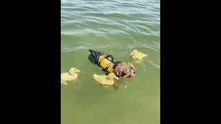 🦆 DUCK TALES in REALITY Meme | TikTok Dance Full Compilation | Music Challenge 🎵 | Theme Song