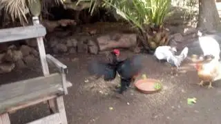 Golden fehasan vs Rooster/faisan dorado vs kikere! 2!