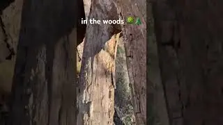 in the woods pt 1 #music #80smusic #song #funny #rock #art #synthwave #cover #love #lyrics