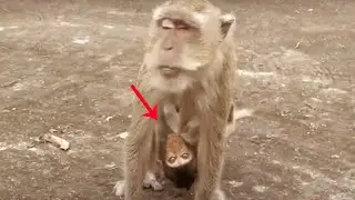 Baby monkey hungry milk but mom hungry food to eat, poor wildlife