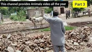Cow run away || Angry Qurbani bull runaway 2020 || Maweshi mandi 2020