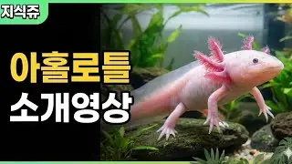 아홀로틀 소개영상