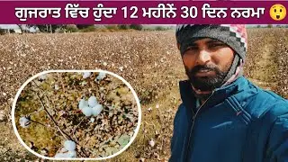 ਗੁਜਰਾਤ ਵਿੱਚ ਹੁੰਦਾ 12 ਮਹੀਨੇਂ 30 ਦਿਨ ਨਰਮਾ 😲 @Nimanamalhi 