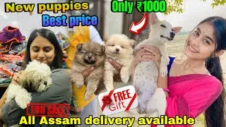এইবাৰ PET পাব মাএ ₹999 টকাত || Dog market in Guwahati || Low price AMAZING PET SHOP || raju G37