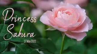 กุหลาบ Princess Sakura - 27 May 2022