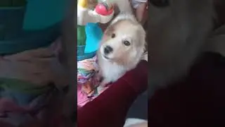 husky doesn't like the HeaDot massage gun 😂
