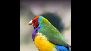 Amazing Finch Facts You Didn't Know!