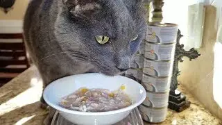 Weruva TruLuxe TruTurf Variety Pack Grain-Free Canned Cat Food Review