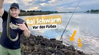 Aal angeln in der Elbe. Vor den Füßen beißen A(a)LLE