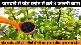 जनवरी में जेड प्लांट में करें 3 जरूरी काम.जेड प्लांट की पत्तियां चमकदार,हरी भरी होगी/ Jade plant