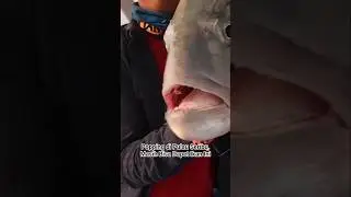 Testing popping techniques in Seribu Island, caught by a big GT! #fishing #mancing #cepyyanwar