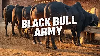Black Bull Army 😱 | Aaj Ki Video Full Detail!