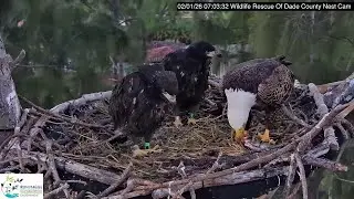 Dade County Eagle: R9 & R10 were banded yesterday -- 2026 02 01