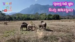라오스 방비엥 하루 일상 여행이야기