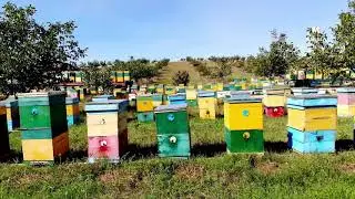 Honey Bees Make Honey | and Processing Harvesting