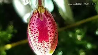 Restrepia cymbula