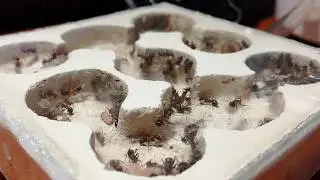 Кровавые убийцы. Колония Raptiformica sanguinea