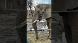 Elephants at Roger Williams Park Zoo #animals #elephant