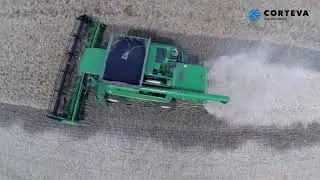 Oilseed rape harvest in action