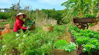 Harvest Napa Cabbage, Mugwort To Sell At The Market – Cook With Them –Improve The Soil After Harvest