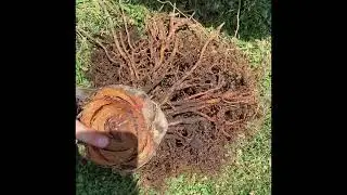 Pindo Palm update, planting my Washingtonia Robusta