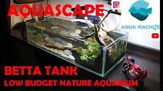 Betta Paradise | Low Budget Nature Aquarium | Aquascape | Nano Tank