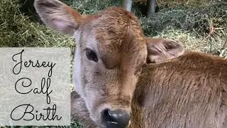 Jersey Cow Gives Birth