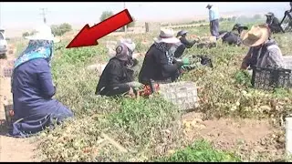 Rural and nomadic life of Iran: traditional and manual harvesting of tomatoes.