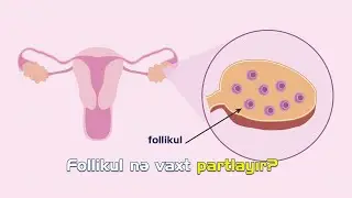 Follikul nə vaxt partlayır? - cərrah mama-ginekoloq uzman dr. Aynurə Nəcəfəliyeva