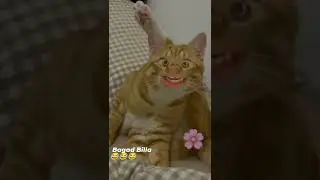 bagad Billa comedy video 😂😂