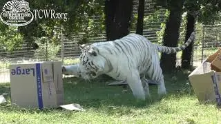 White Tiger, Liger, Lion Celebrate Big Cat Birthdays At Turpentine Creek