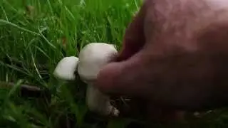 Karbol-champignon