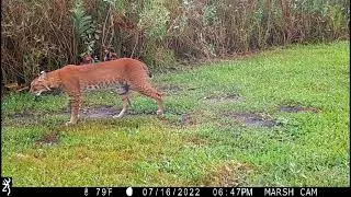 Huge Florida Bobcat!