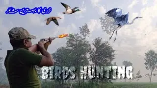 Best birds hunting in Pakistan | Dove hunting tips | Outdoor hunting and adventures 