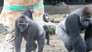 日本ゴリラの総本山　上野動物園　ゴリラ　４K(Gorilla,Orautatan,Chimpanzee,Animal,Zoo)