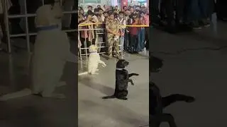 indian army dog salute training 🔥😍#shorts #army #viral #trending