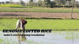 India&rsquo;s Revolutionary Genome-Edited Rice &ndash; A Game Changer !
