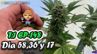 FERTILIZANDO UN POCO / DÍA 58,36 y 17 DE FLORA// T1 E148 -  Derek Farming