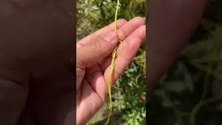 Dodder, a Parasitic Vine Weed Cuscuta or amarbel#parasite#shorts