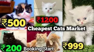 Cheapest Price Persian Kittens For Sale | White cats | Black Kittens | Cat market in Delhi 