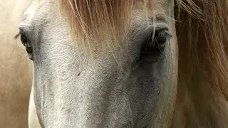 Honoring Consent with Horses - Ren Hurst