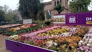 chrysanthemum or Gule Dawoodi exhibition at Islamia College Peshawar